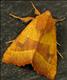 2269 (73.219)<br>Centre-barred Sallow